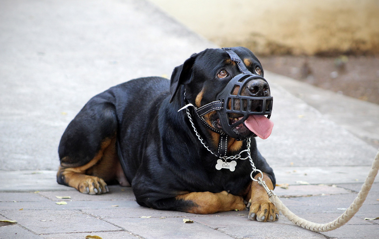 Ці 7 порід собак визнані найзлішими у світі: фото та опис